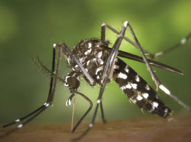 THE JOYS OF LIVING IN THE TROPICS – MOSQUITO EDITION